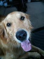 {
    AEAverage = 206;
    AELimitsReached = 0;
    AEStable = 1;
    AFStable = 1;
    AFStatus = 1;
    AGC = 281;
    AWBBGain = 184;
    AWBGGain = 64;
    AWBRGain = 153;
    AWBStable = 1;
    AccelerometerDeltas = "(0.0406 0.0148 0.0347) @ 0.0200";
    ApertureValue = 3;
    BrightnessValue = 2.773867637793483;
    CurrentFocusPosition = 1;
    ExposureBias = 0;
    ExposureTime = 0.05833325217391305;
    Fnumber = 2.8;
    FocalLength = 3.85;
    FocusBand = "12.02 in [0.00, 0.00]";
    FocusMode = 1;
    FocusPeakSumArray =     (
        26716,
        27388,
        27968,
        28643,
        84836
    );
    FocusScan = "(0,6.95) (29,7.32) (56,7.68) (81,7.97) (105,9.09) (127,9.58) (149,11.49) (169,13.22) (188,15.20) (206,17.50) (223,21.04) (239,25.35) (255,30.35) 8.4s ago";
    FocusScoresArray =     (
        639510,
        666534,
        693613,
        721781,
        2987144
    );
    FocusWindow = "350/300 300x400";
    FullyExposed = 1;
    ISOSpeedRating = 77;
    NoiseReduction = "S:6 C:8 Y:0";
    OneFrameAEMode = 0;
    Orientation = 6;
    OverflowOccurred = 0;
    PreviousFocusBand = "9.75 in [0.00, 0.00]";
    PreviousFocusScan = "(0,9.99) (29,9.71) (56,10.65) (81,14.39) (105,16.35) (127,12.59) (149,10.89) 23.7s ago";
    SNR = 34.56698661239255;
    SensorID = 13904;
    Sharpness = 9;
    ShutterSpeedValue = 4.099537680780196;
    ispDGain = 256;
    sensorDGain = 256;
    "{Exif}" =     {
        ColorSpace = 65535;
        DateTimeDigitized = "2009:07:10 11:46:27";
        DateTimeOriginal = "2009:07:10 11:46:27";
        ExposureTime = 0.05882352941176471;
        FNumber = 2.8;
        FocalLength = 3.85;
        ISOSpeedRatings =         (
            77
        );
        PixelXDimension = 2048;
        PixelYDimension = 1536;
        Sharpness = 1;
    };
    "{TIFF}" =     {
        DateTime = "2009:07:10 11:46:27";
        Make = Apple;
        Model = iPhone;
        XResolution = 72;
        YResolution = 72;
    };
}