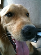 {
    AEAverage = 201;
    AELimitsReached = 0;
    AEStable = 1;
    AFStable = 1;
    AFStatus = 4;
    AGC = 268;
    AWBBGain = 172;
    AWBGGain = 64;
    AWBRGain = 162;
    AWBStable = 1;
    AccelerometerDeltas = "(0.0228 0.0128 0.0144) @ 0.0200";
    ApertureValue = 3;
    BrightnessValue = 2.806755931552347;
    CurrentFocusPosition = 149;
    ExposureBias = 0;
    ExposureTime = 0.05833325217391305;
    Fnumber = 2.8;
    FocalLength = 3.85;
    FocusBand = "26.03 in [-3.74, 111.37]";
    FocusMode = 1;
    FocusPeakSumArray =     (
        35531,
        36174,
        36670,
        37332,
        121087
    );
    FocusScan = "(0,9.07) (29,11.79) (56,20.39) (81,21.98) (105,26.80) (127,11.52) (149,38.12) (169,10.21) (188,21.85) (206,11.31) (223,12.84) (239,8.35) (255,8.65) 0.9s ago";
    FocusScoresArray =     (
        1167098,
        1212641,
        1241395,
        1280150,
        4402699
    );
    FocusWindow = "350/300 300x400";
    FullyExposed = 1;
    ISOSpeedRating = 73;
    NoiseReduction = "S:6 C:8 Y:0";
    OneFrameAEMode = 0;
    Orientation = 6;
    OverflowOccurred = 0;
    PreviousFocusBand = "17.84 in [0.00, 0.00]";
    PreviousFocusScan = "(0,33.23) (29,36.63) (56,21.57) (81,15.26) 4.5s ago";
    SNR = 34.66565149366915;
    SensorID = 13904;
    Sharpness = 9;
    ShutterSpeedValue = 4.099537680780196;
    ispDGain = 256;
    sensorDGain = 256;
    "{Exif}" =     {
        ColorSpace = 65535;
        DateTimeDigitized = "2009:07:10 15:59:43";
        DateTimeOriginal = "2009:07:10 15:59:43";
        ExposureTime = 0.05882352941176471;
        FNumber = 2.8;
        FocalLength = 3.85;
        ISOSpeedRatings =         (
            73
        );
        PixelXDimension = 2048;
        PixelYDimension = 1536;
        Sharpness = 1;
    };
    "{TIFF}" =     {
        DateTime = "2009:07:10 15:59:43";
        Make = Apple;
        Model = iPhone;
        XResolution = 72;
        YResolution = 72;
    };
}